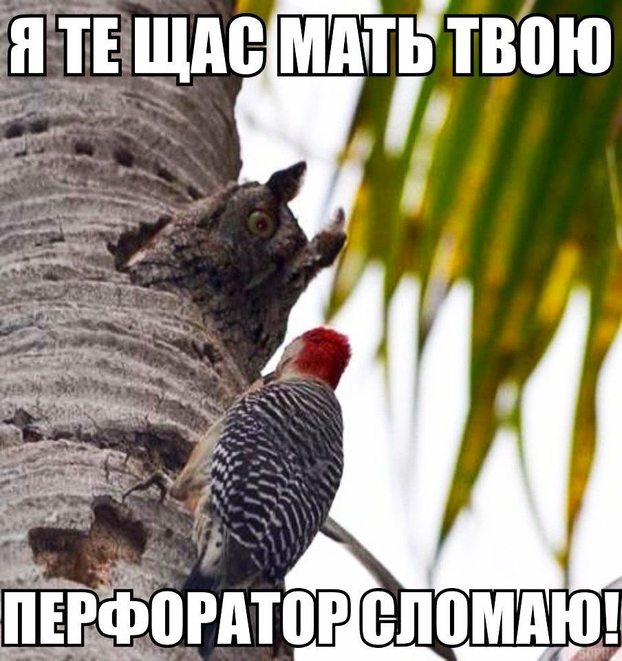 Я ТЕ ЩАС МАТЬ ТВБЮ
