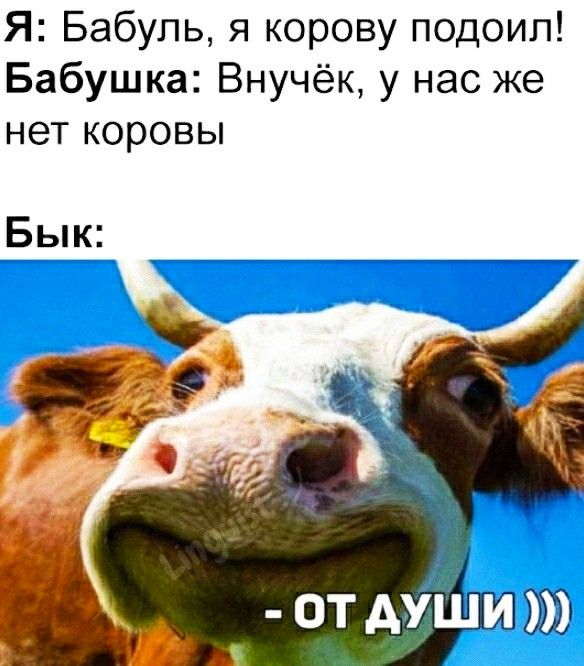 Я Бабуль я корову подоип Бабушка Внучёк у нас же нет коровы Бык