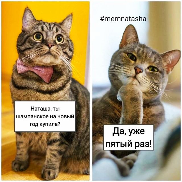 тетпатазна Наташа ты шампанское на новый год купила