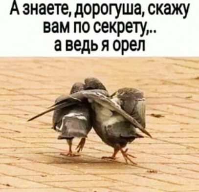 А знаете дорогуша скажу вам по секрету а ведь я орел