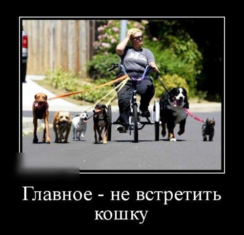 Главное не встретить кошку