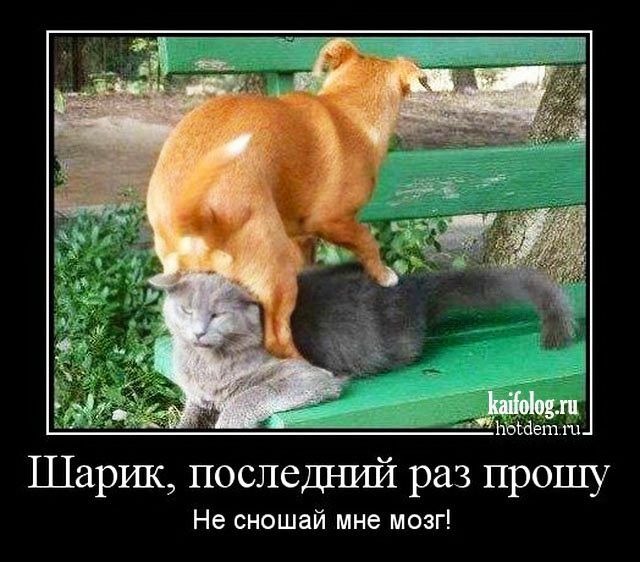 ЬЪШегп Шарик поспешит раз прошу Не сношай мне мозг