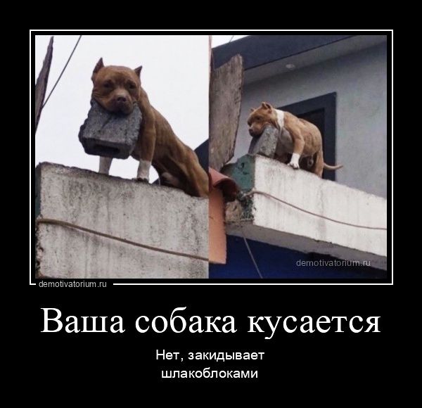 на Ваша собака кусается Нет закидывает шпакобпоками