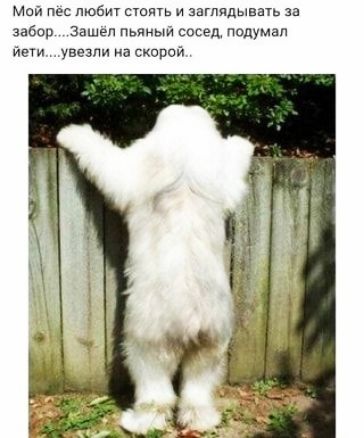 Маи пес любит стоять и агпчдываТь 11 забор Зашел Пьяныи сосед подумал йети увезли а скоппй