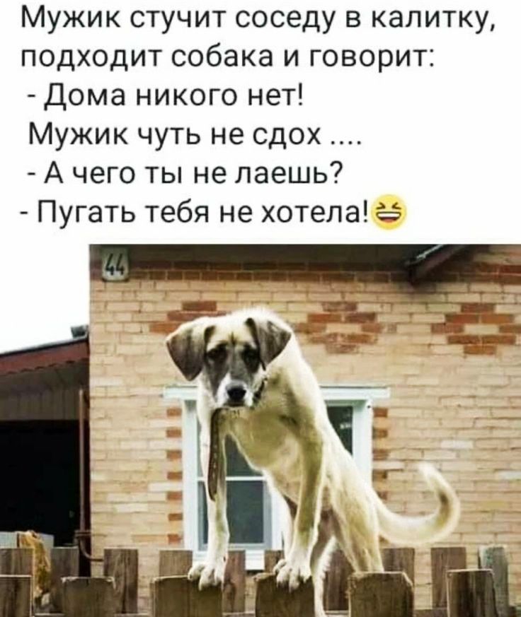 Мужик стучит соседу в калитку подходит собака и говорит дома никого нет Мужик чуть не сдох А чего ты не лаешь Пугать тебя не хотела