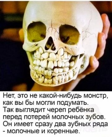 Нет это не какой нибудь монстр как вы бы могли подумать Так выглядит череп ребёнка перед потерей молочных зубов Он имеет сразу два зубных ряда молочные и коренные