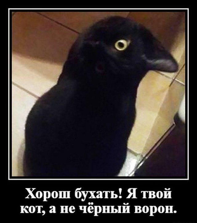 Хорош бухать Я твой кот а не чёрный ворон