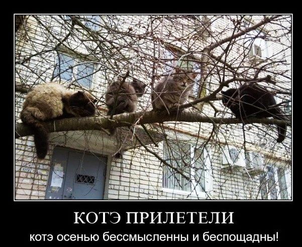 КОТЭ ПРИЛЕТЕЛИ КОТЭ осенью бессмысленны И беспощадны