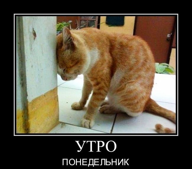 УТРО ПОНЕДЕЛЬНИК