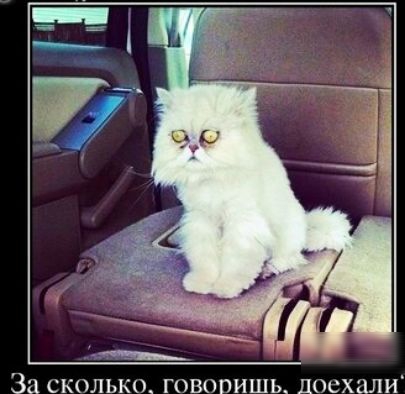 321 СКОЛЬКО ГОВООИШЬ_ ЦОСХЦЛИ