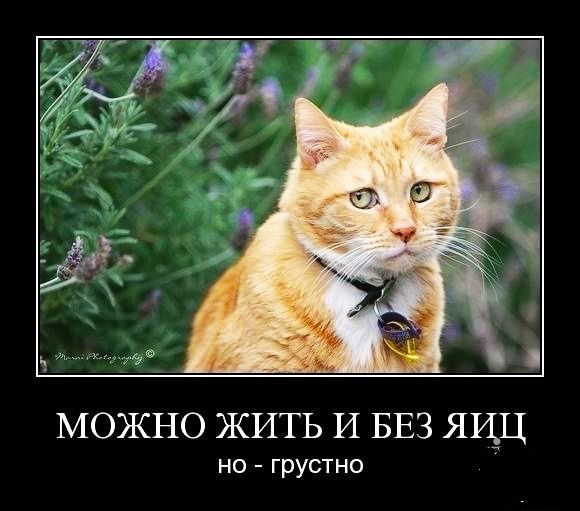 МОЖНО ЖИТЬ И БЕЗ ЯЦЦ но грустно