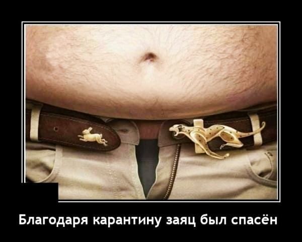Благодаря карантину заяц был спасён