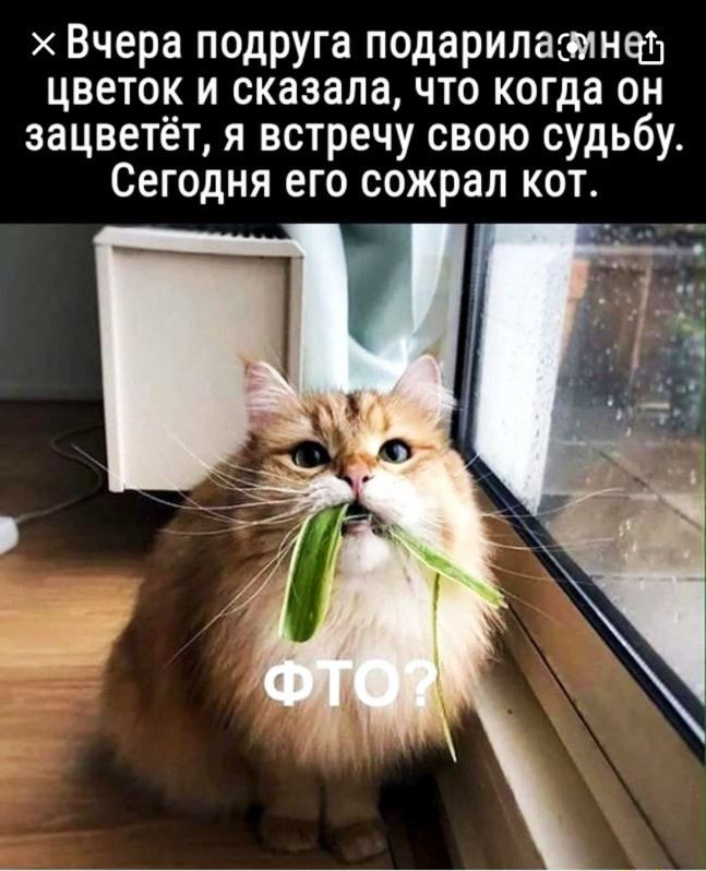 Вчера подруга подариласмнеш цветок и сказала что когда он зацветёт я встречу свою судьбу Сегодня его сожрал кот
