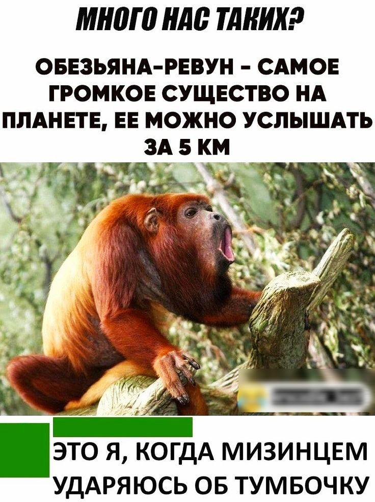 МНШ 0 0 ТАКИХ ОБЕЗЬЯНА РЕВУН САМОЕ ГРОМКОЕ СУЩЕСТВО НА ПЛАНЕТЕ ЕЕ МОЖНО УСЛЫШАТЬ ЭТО Я КОГДА МИЗИНЦЕМ УДАРЯЮСЬ ОБ ТУМБОЧКУ