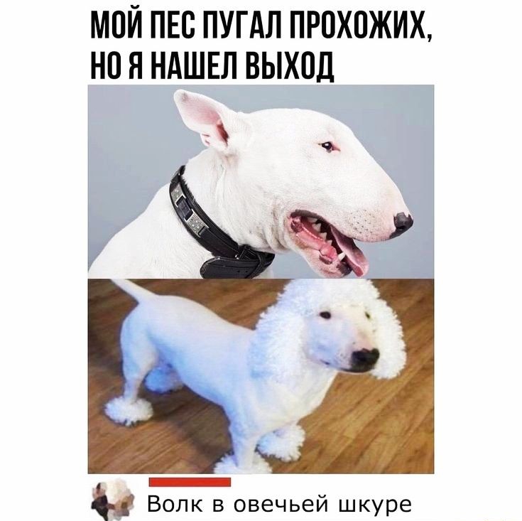 МОЙ ПЕС ПУГАЛ ПРОХПЖИХ НП Я НАШЕЛ ВЫХПД Волк в овечьей шкуре