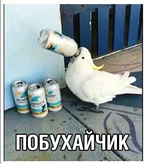 З  с а  побухайчи  э
