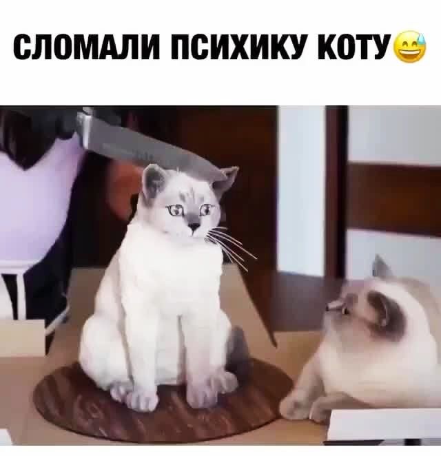СЛПМАЛИ ПСИХИКУ КОТУ