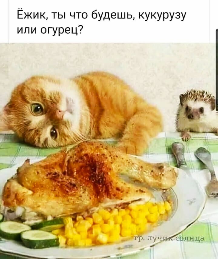 Ёжик ты что будешь кукурузу или огурец