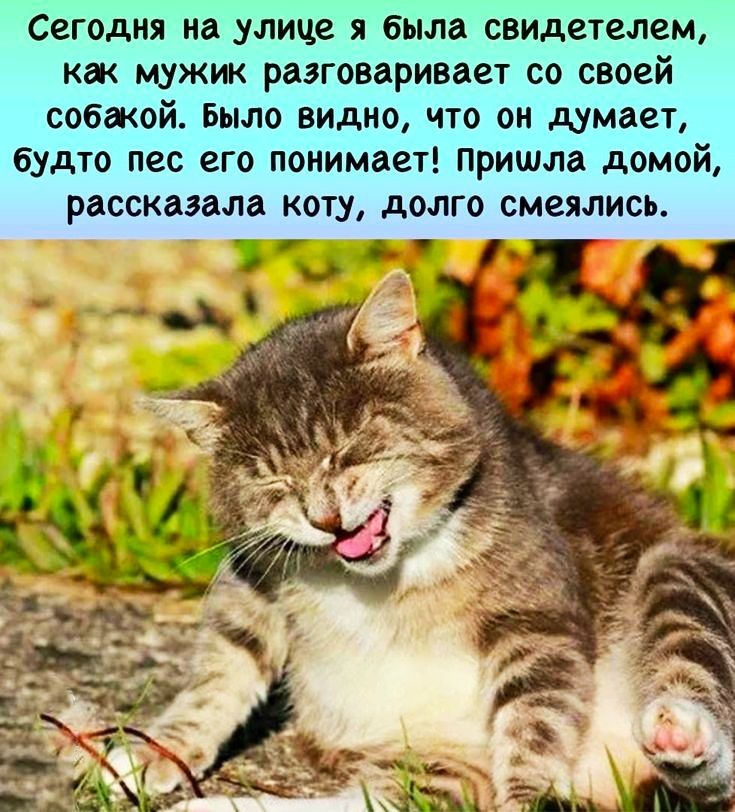 Сегодня наулице я отита свидетелем как мужик разговаривает со своей собакой Было Видно Что он думает будто пес его понимает пришла домой рассказала коту долго смеялись ч