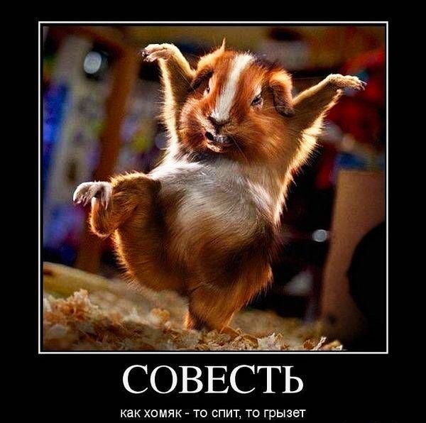 СОВЕСТЬ как хомяк то спит то грызет