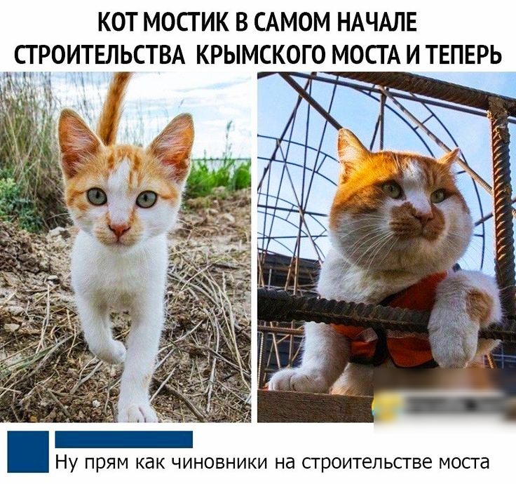 КОТ МОСГ ИК В САМОМ НАЧАЛЕ ЕОИТЕЛЬСТВА КРЫМСКОГО МОСТА И ТЕПЕРЬ _Ъ Ну прям как чиновники на строительстве моста