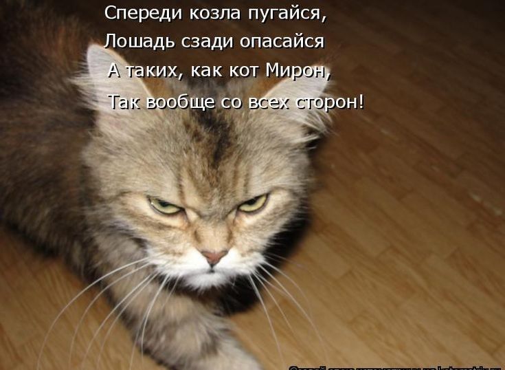 Спереди козла пугайся ошадь сзади опасайся