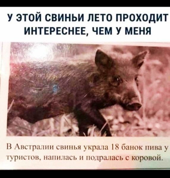 У ЭТОЙ СВИНЬИ ЛЕТО ПРОХОДИТ ИНТЕРЕСНЕЕ ЧЕМ У МЕНЯ Н нсцы шп синим К пшик ниши црщ шп нпш исп н пицымш коровой