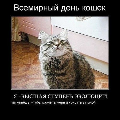 Всемирный день кошек Я ВЫСШАЯ СТУПЕНЬ ЭВОЛ1ОЦИИ ты живёшь чтобы кормить меня и убирать за мной