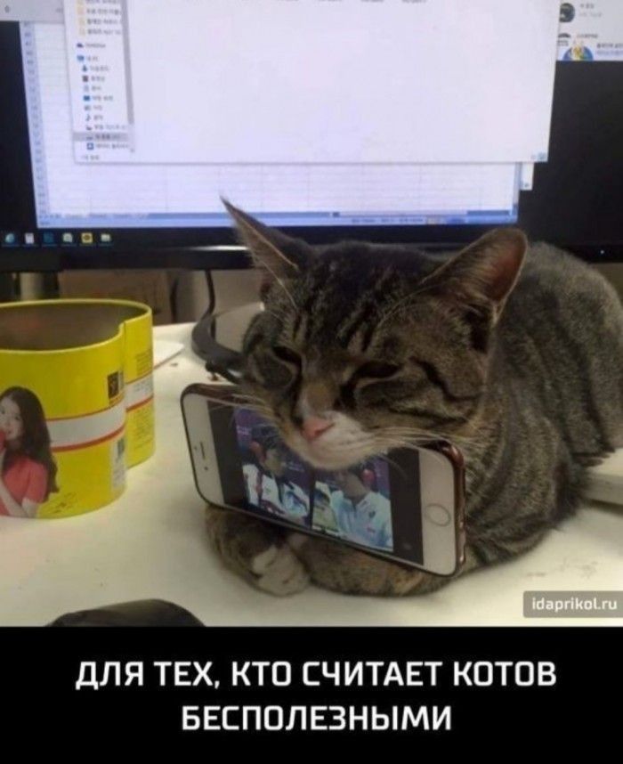 дЛЯ ТЕХ КТО СЧИТАЕТ КОТОВ БЕСПОЛЕЗНЫМИ