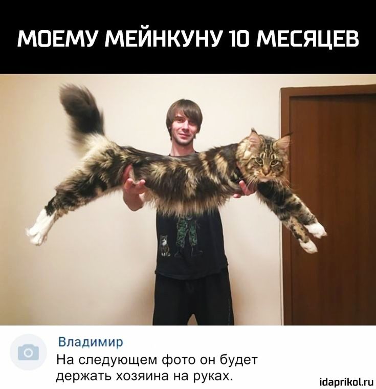 МОЕМУ МЕЙНКУНУ Ю МЕСЯЦЕВ Владимир На следующем фото он будет держать хозяина на руках іпаргіКпіш
