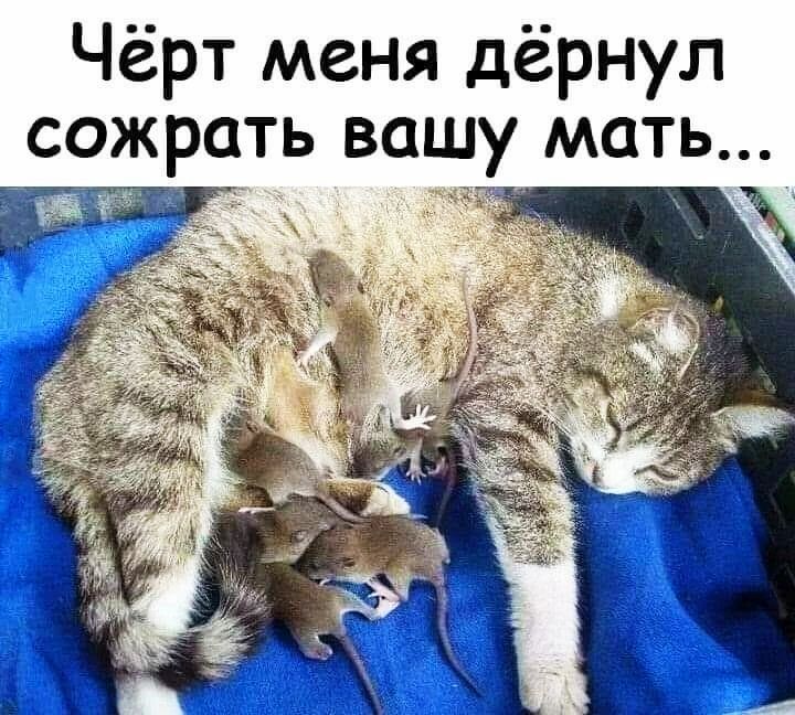 Чёрт меня дёрнул сожрать вашу мать