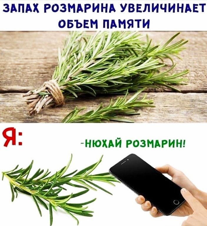 ЗАПАХ РОЗНАРИНА УВЕЛИЧИНАЕТ