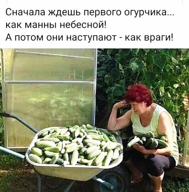 Сначала ждешь первого огурчика как манны небесной А потом они наступают как враги