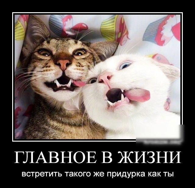 ГЛАВНОЕ В ЖИЗНИ встретить такого же придурка как ТЫ