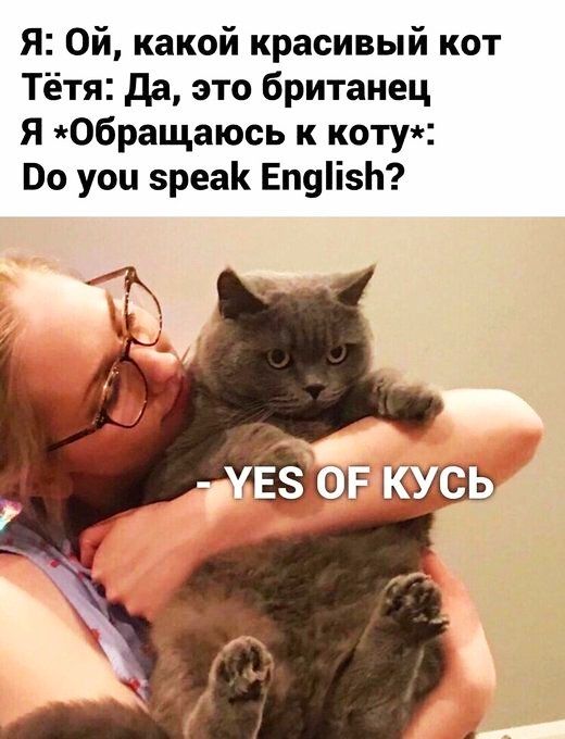 Я Ой какой красивый кот Тётя да это британец Я Обращаюсь к коту Во уоц зреак Еп9і1