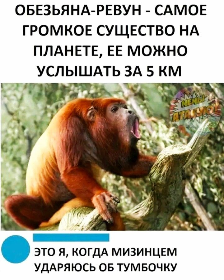 ОБЕЗЬЯНАРЕВУН САМОЕ ГРОМКОЕ СУЩЕСТВО НА ПЛАНЕТЕ ЕЕ МОЖНО УСЛЫШАТЬ ЗА 5 КМ _ это я когдА мизинцем уддряюсь ов тумвочку