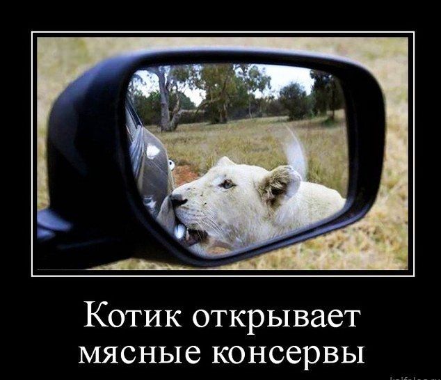 Котик открывает мясные консервы