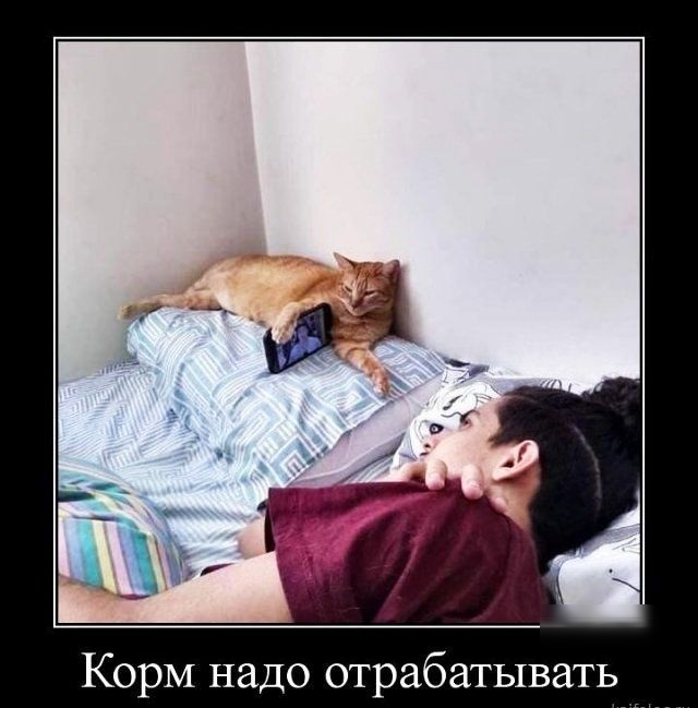 Корм надо отрабатывать