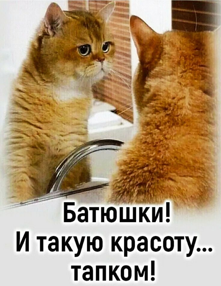 Баткіъпк И такую красоту тапком