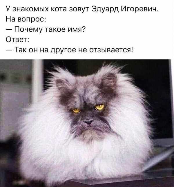 У знакомых кота зовут Эдуард Игоревич На вопрос Почему такое имя Ответ Так он на другое не отзывается