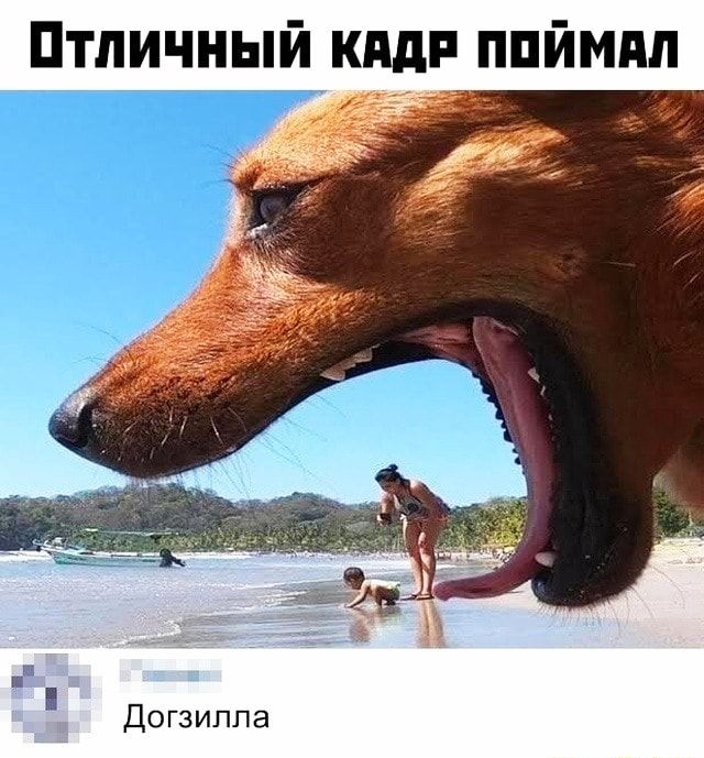 Птличный кддп ппймпл Догзиппа