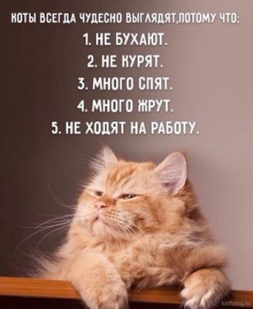копы ш чуцквиа пнг 1 НЕ БУХА 4 МИО 5 Е ходят