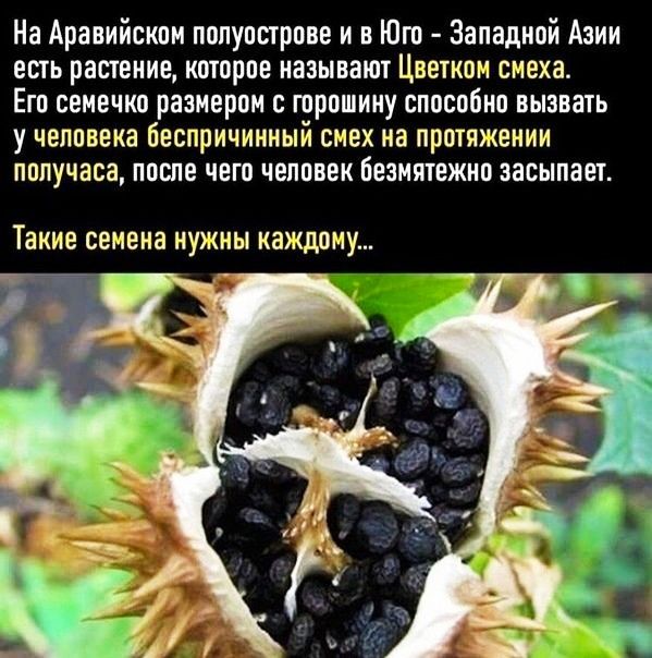 На Аравийском полуострове и в Юго Западной Азии есть растение которое называют Цветном смеха Ето семечко размером с торошииу способно вызвать у человека беспричинный смех на протяжении получаса после чего человек безмятежно засыпает Такие семена нужны каждому