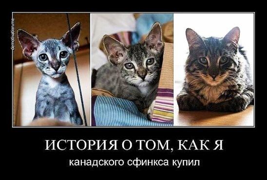 ИСТОРИЯ О ТОМ КАК Я канадского сфинкса КУПИЛ
