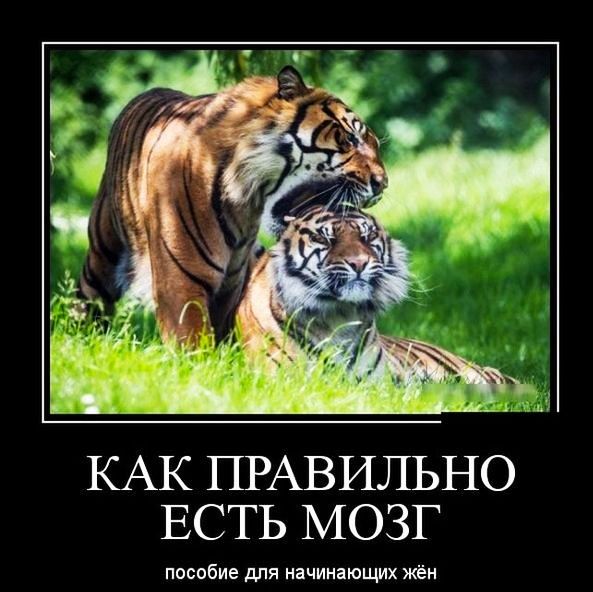 КАК ПРАВИЛЬНО ЕСТЬ МОЗГ пособие для начинающих жён