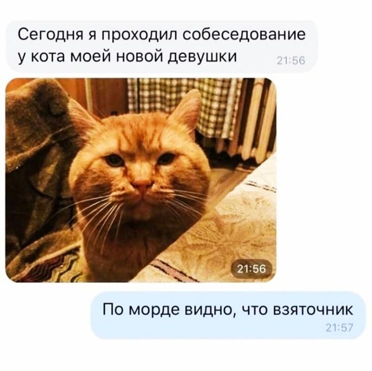 Сегодня я проходил собеседование у кота моей новой девушки ПО морде ВИДНО ЧТО ВЗЯТОЧНИК