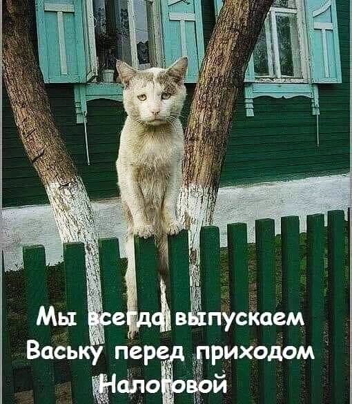 пусішем _ пере приходом аіпо віой