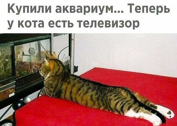 Купили аквариум Теперь у кота есть телевизор