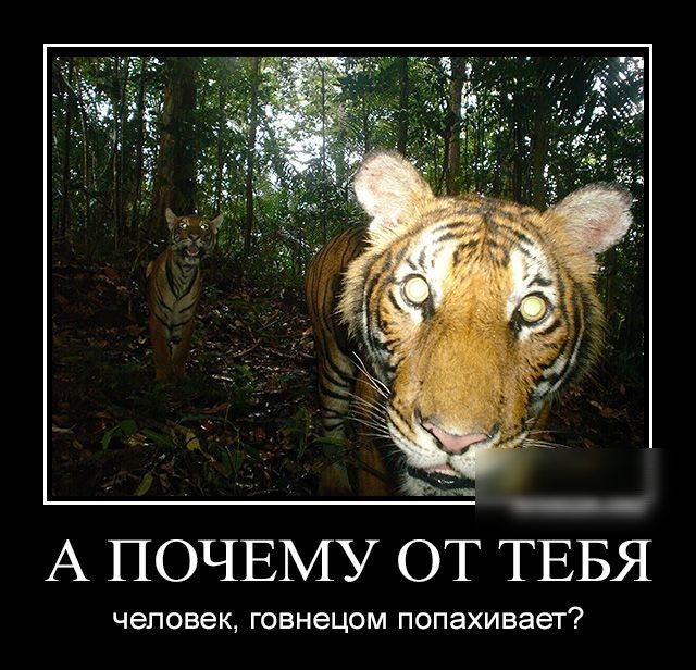 в А ПОЧЕМУ ОТ ТЕБЯ Человек говнецом попахивает