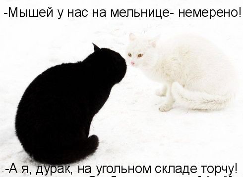 Мышей у нас на мепьнице немерено А я д на_угодьном складетррчу